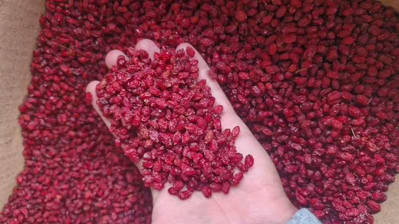 زرشک پفکی درجه یک اعلا قائنات کیلویی